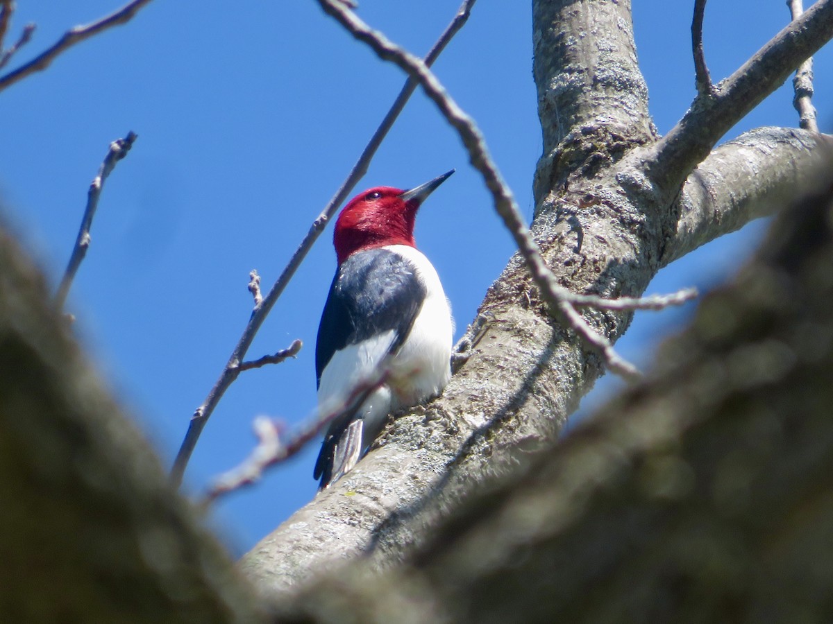 Red-headed Woodpecker - ML618719941