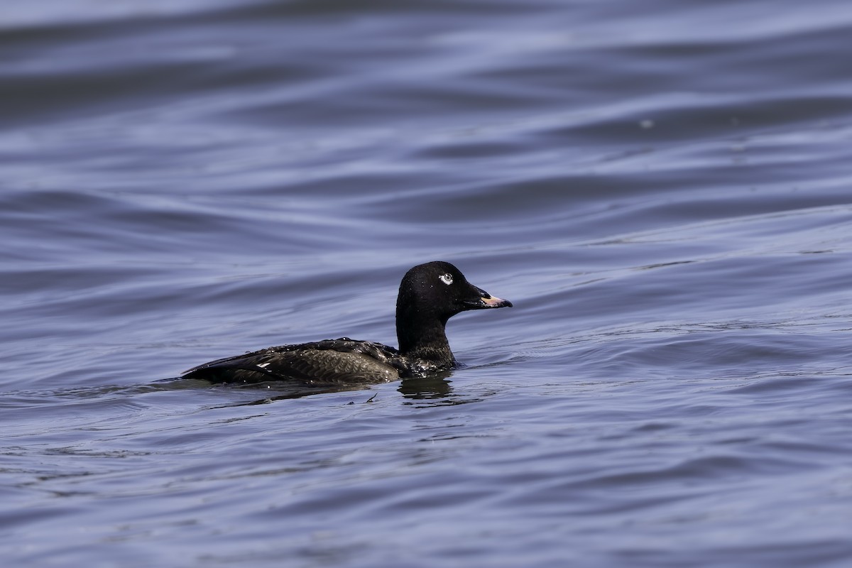 White-winged Scoter - Brian Scanlon