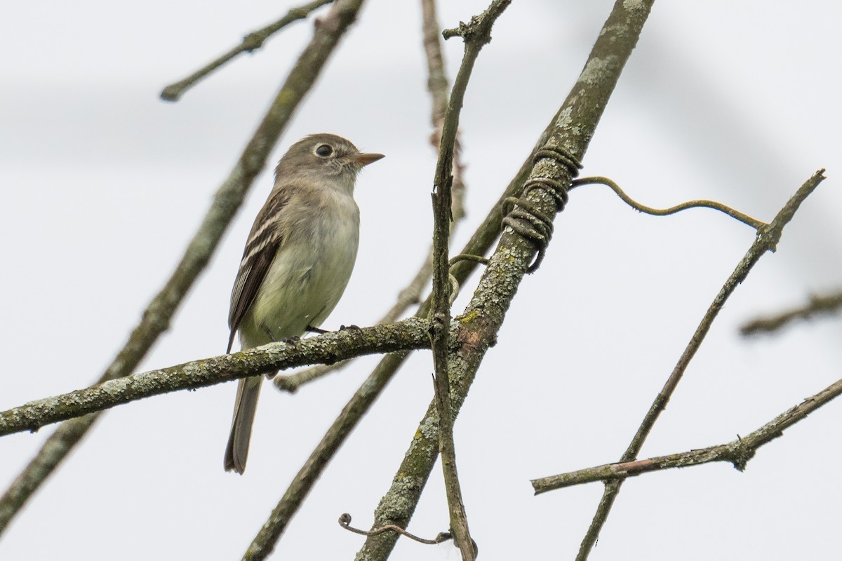 Least Flycatcher - Chuck Babbitt