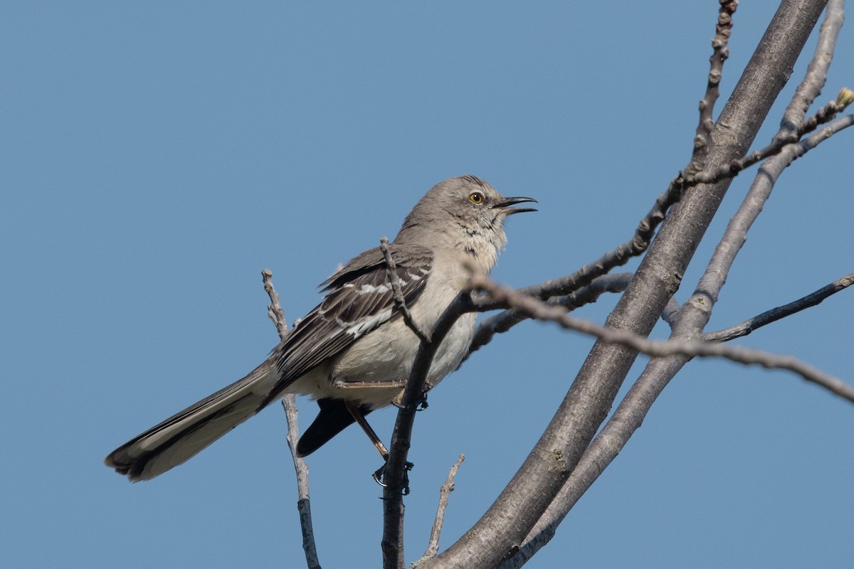 Northern Mockingbird - ML618719973