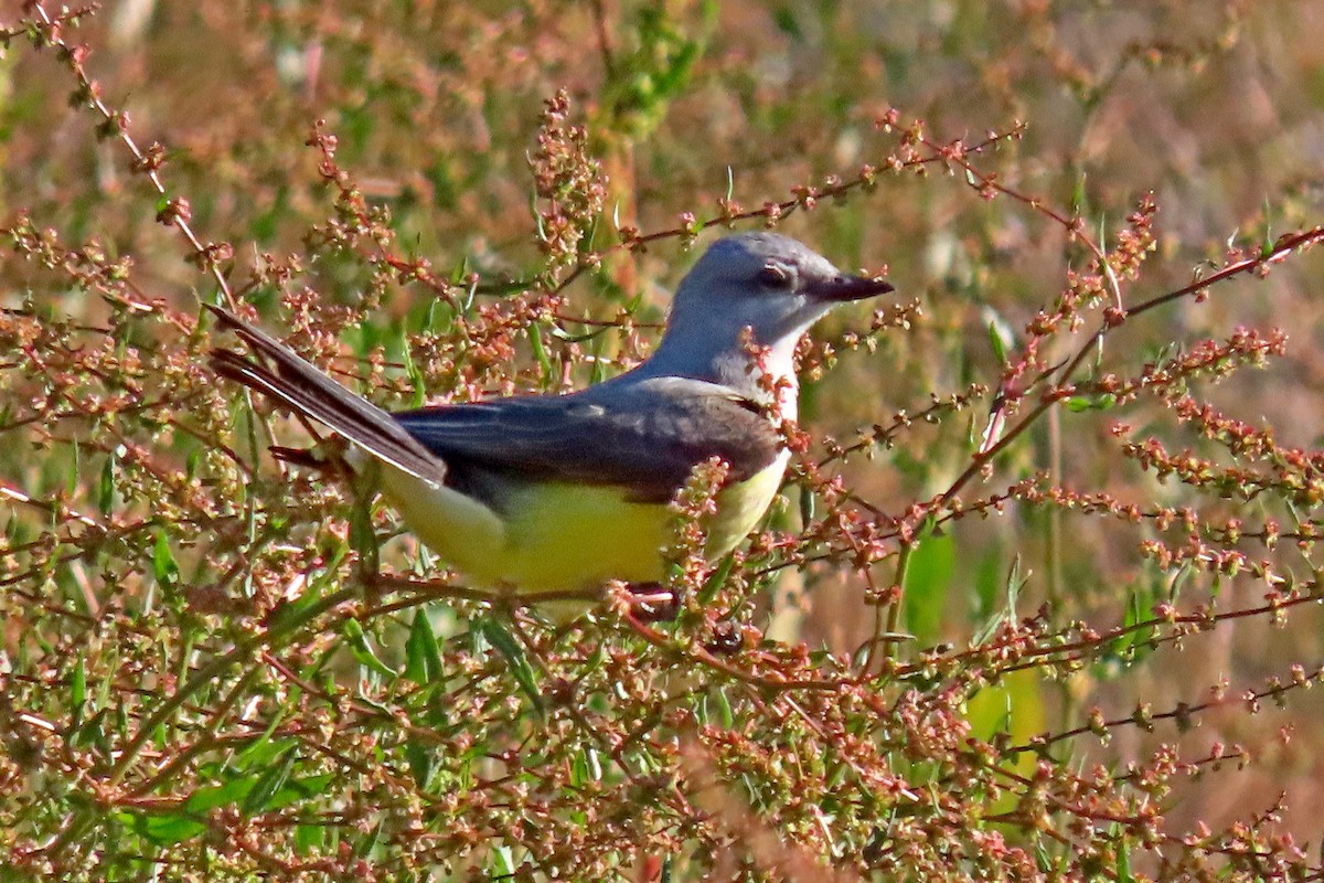 Western Kingbird - ML618719977