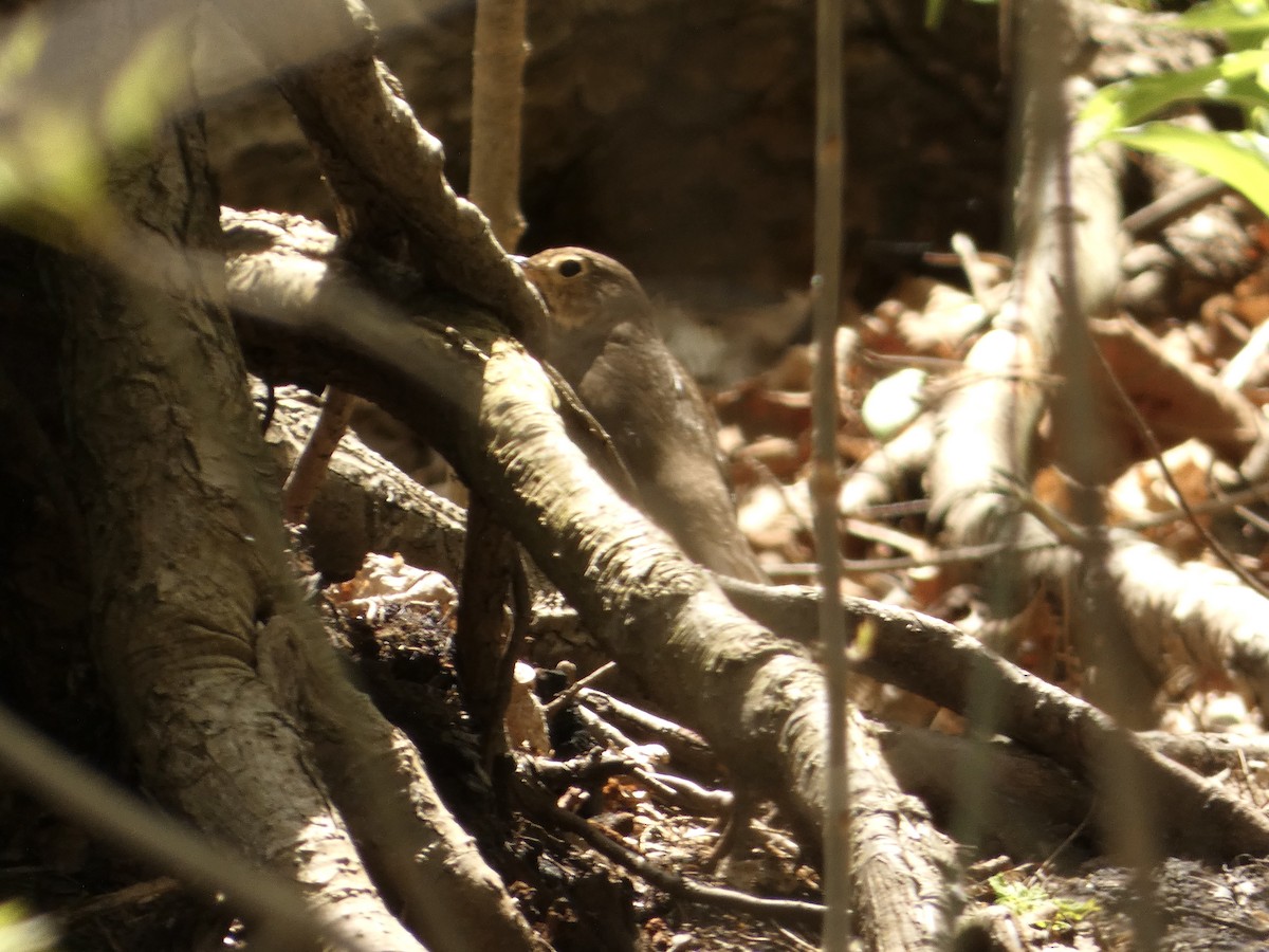 Swainson's Thrush - Jeff DeRuyter