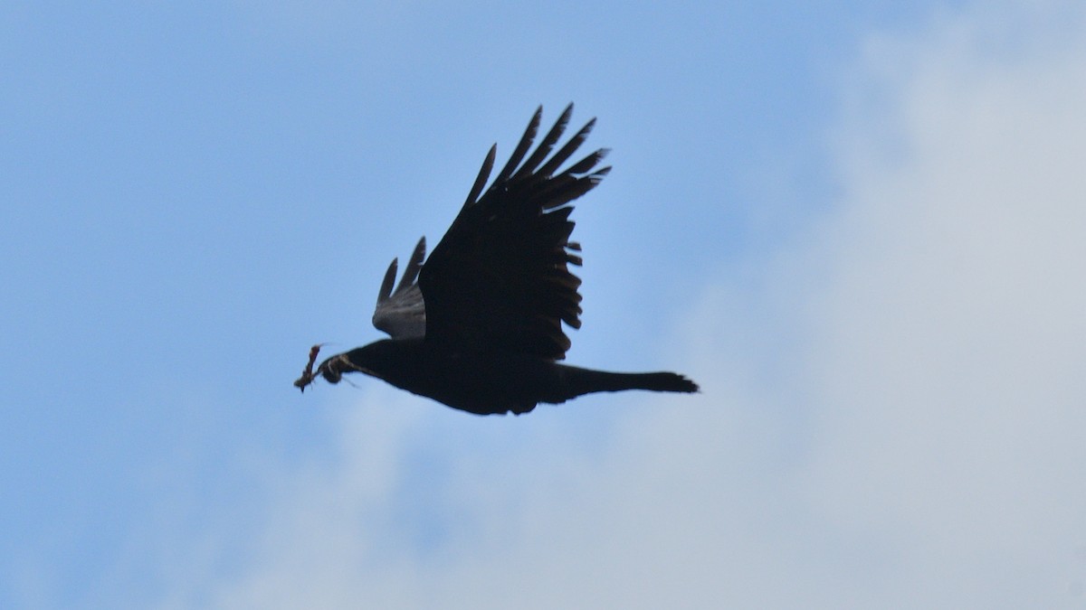 Common Raven - Dominic Sherony