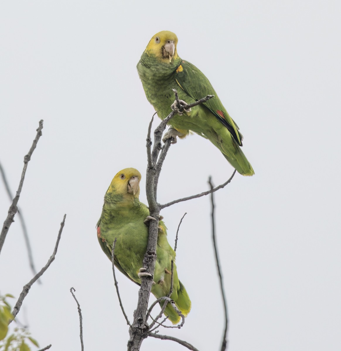Yellow-headed Parrot - Robert Lockett