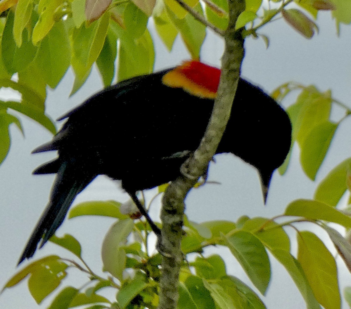 Red-winged Blackbird - Connee Chandler