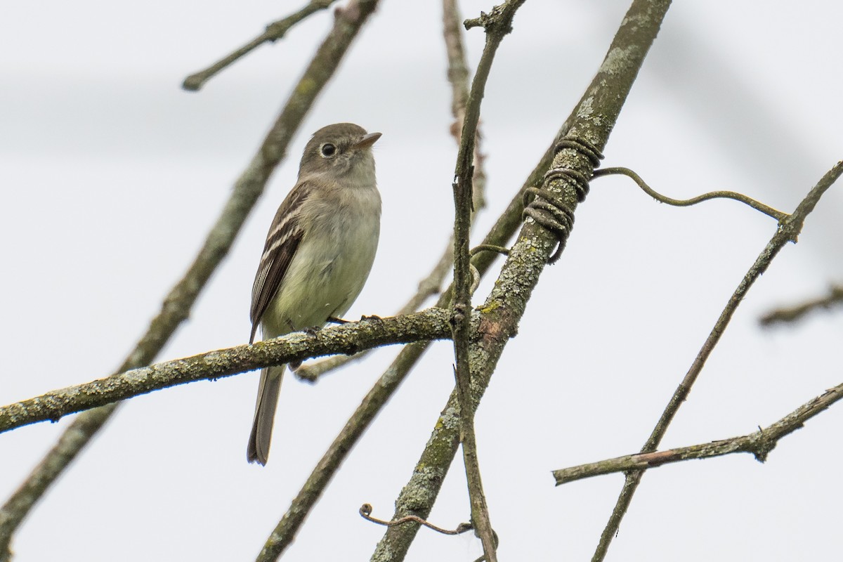 Least Flycatcher - ML618720047