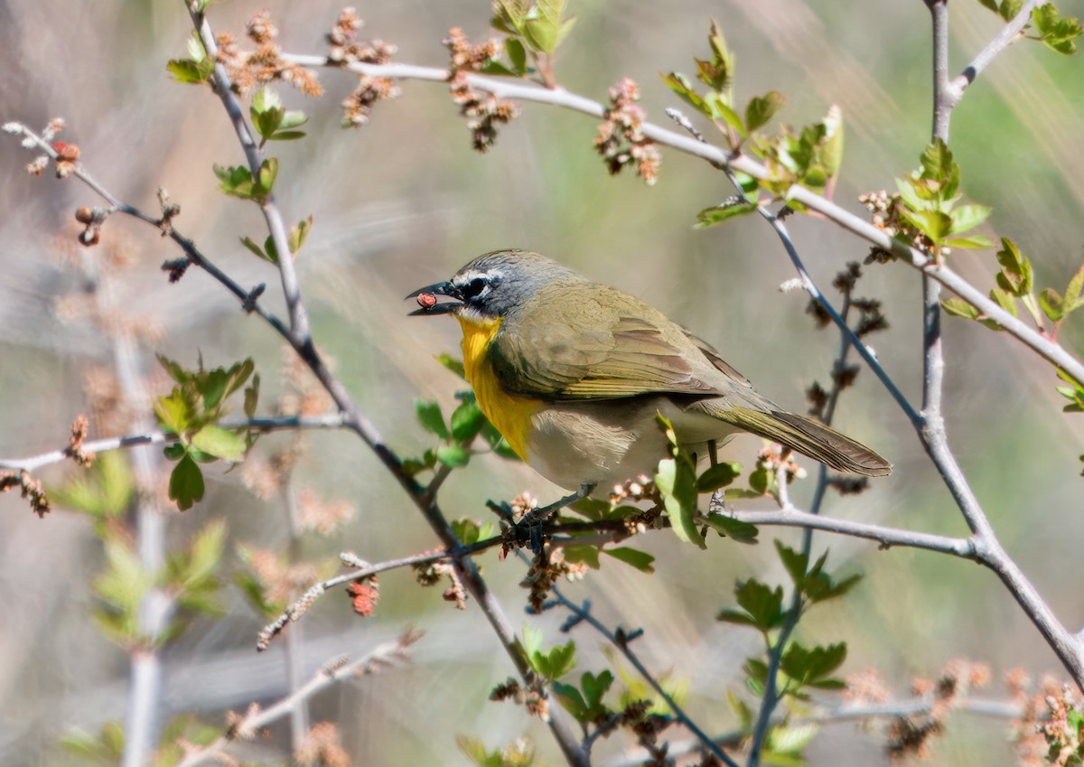 Yellow-breasted Chat - Julie Schneider