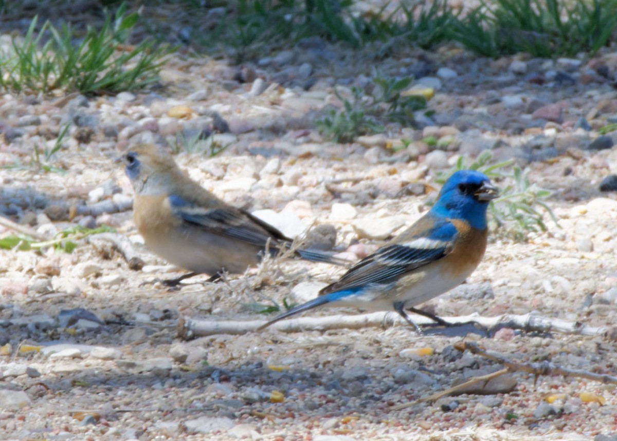 Lazuli Bunting - ML618720083