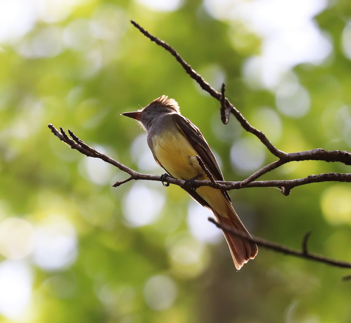 Great Crested Flycatcher - ML618720084