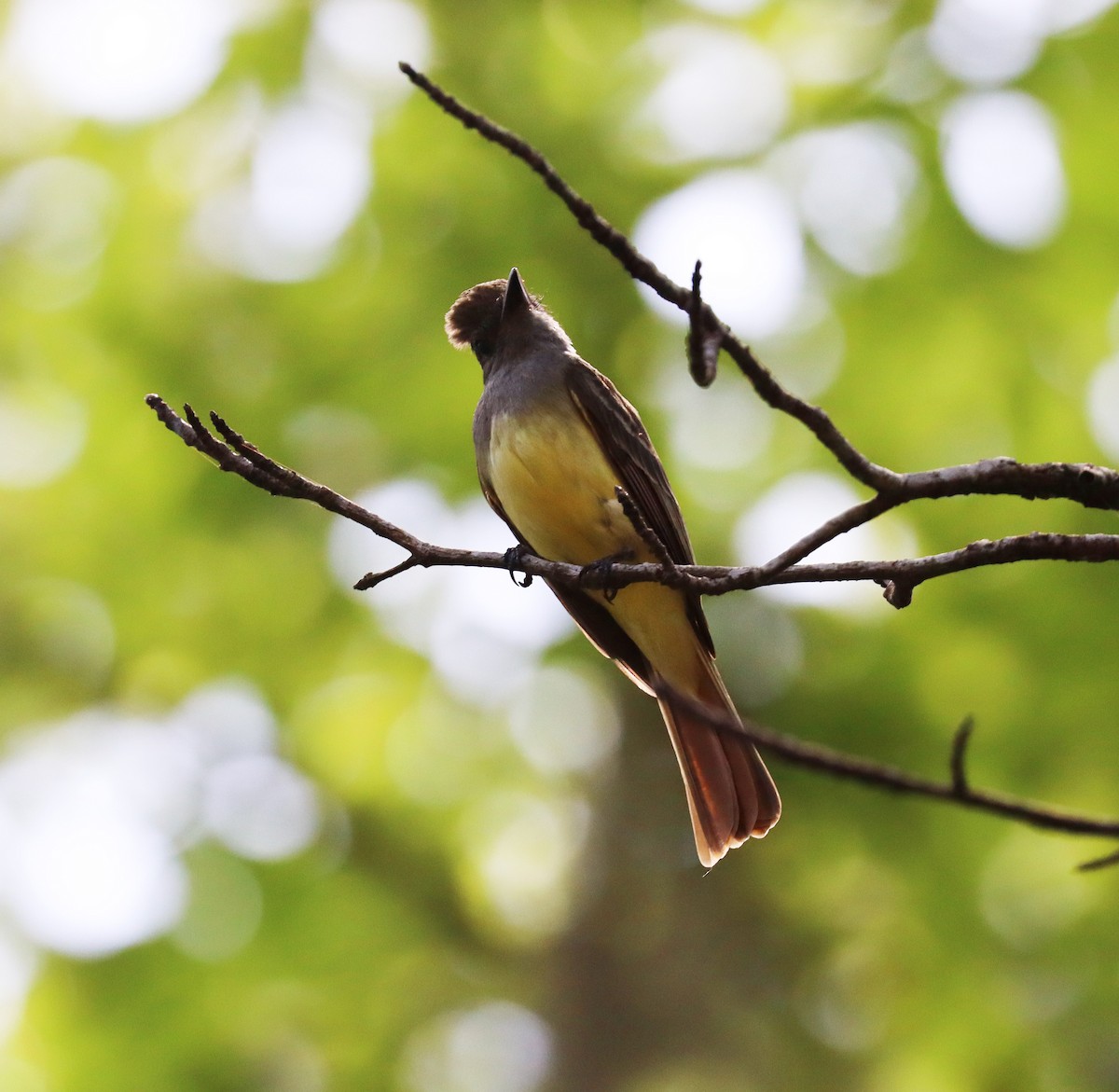 Great Crested Flycatcher - ML618720085