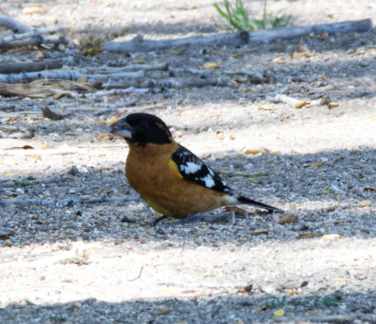 Black-headed Grosbeak - ML618720090