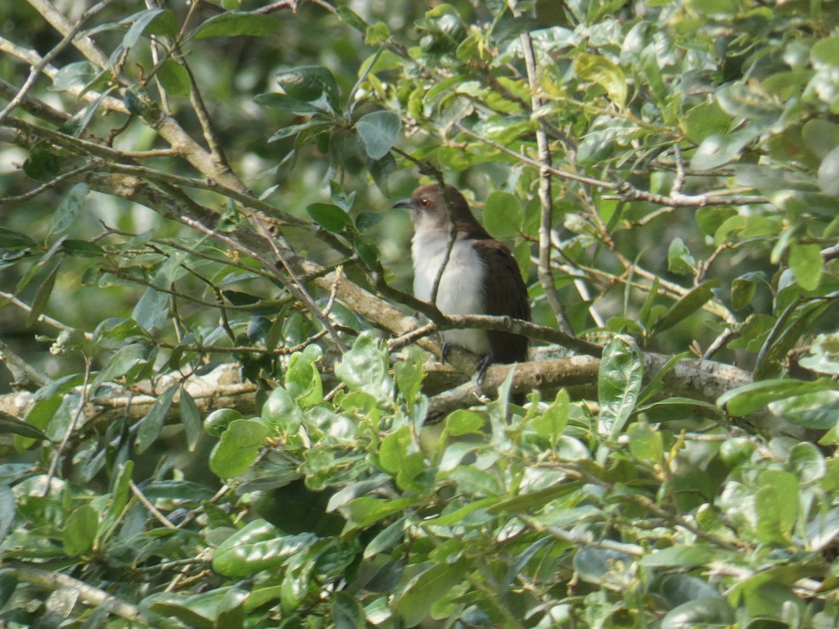 Black-billed Cuckoo - Steve Hodges