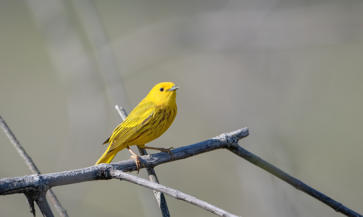 Yellow Warbler - Nahuel Medina