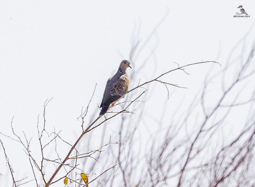 European Turtle-Dove - Georgina Cole