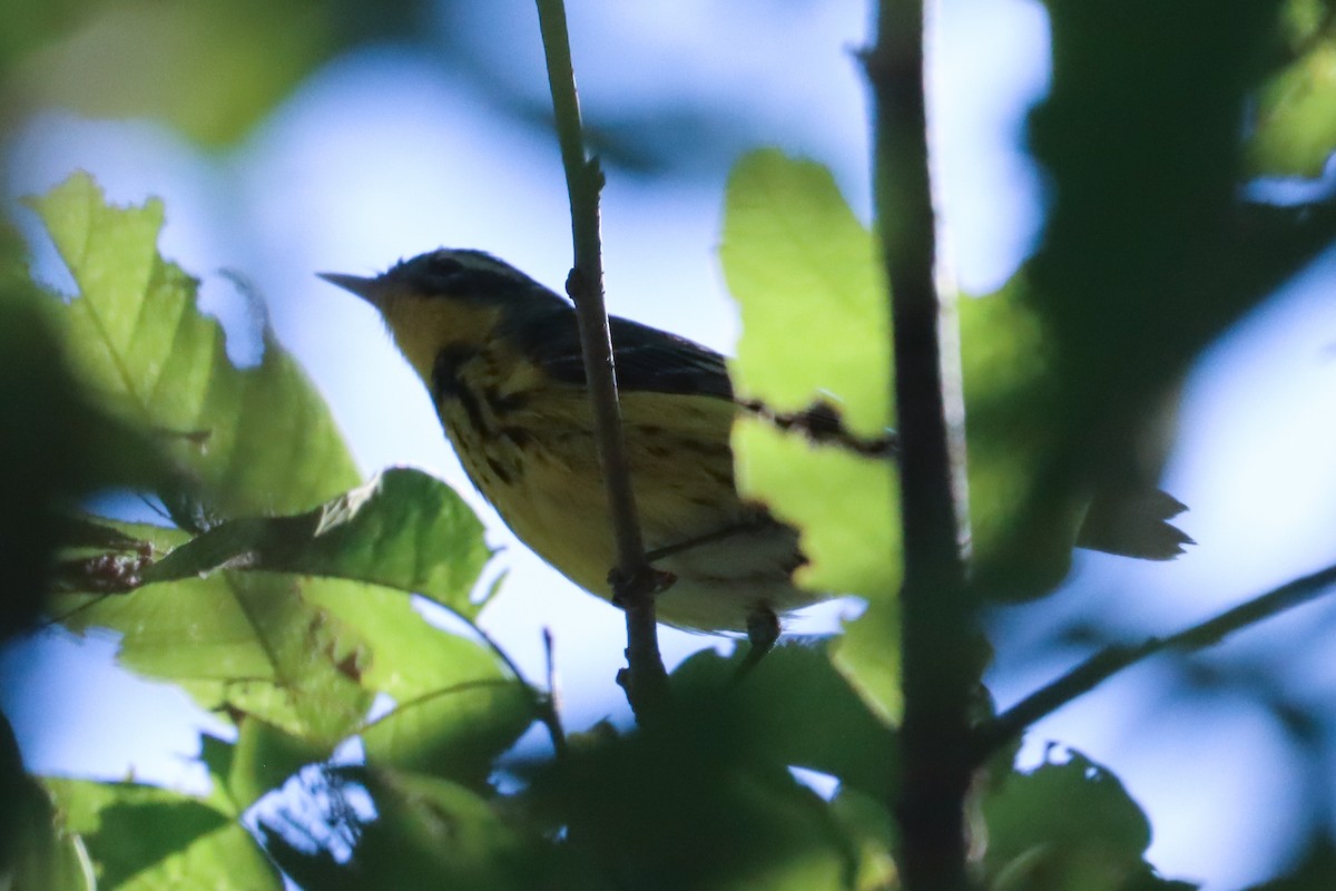 Paruline à tête cendrée - ML618720164