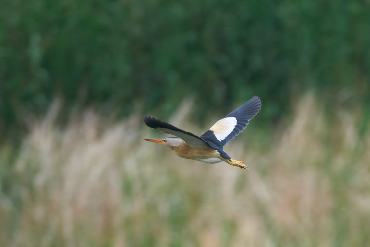 Little Bittern - ML618720170