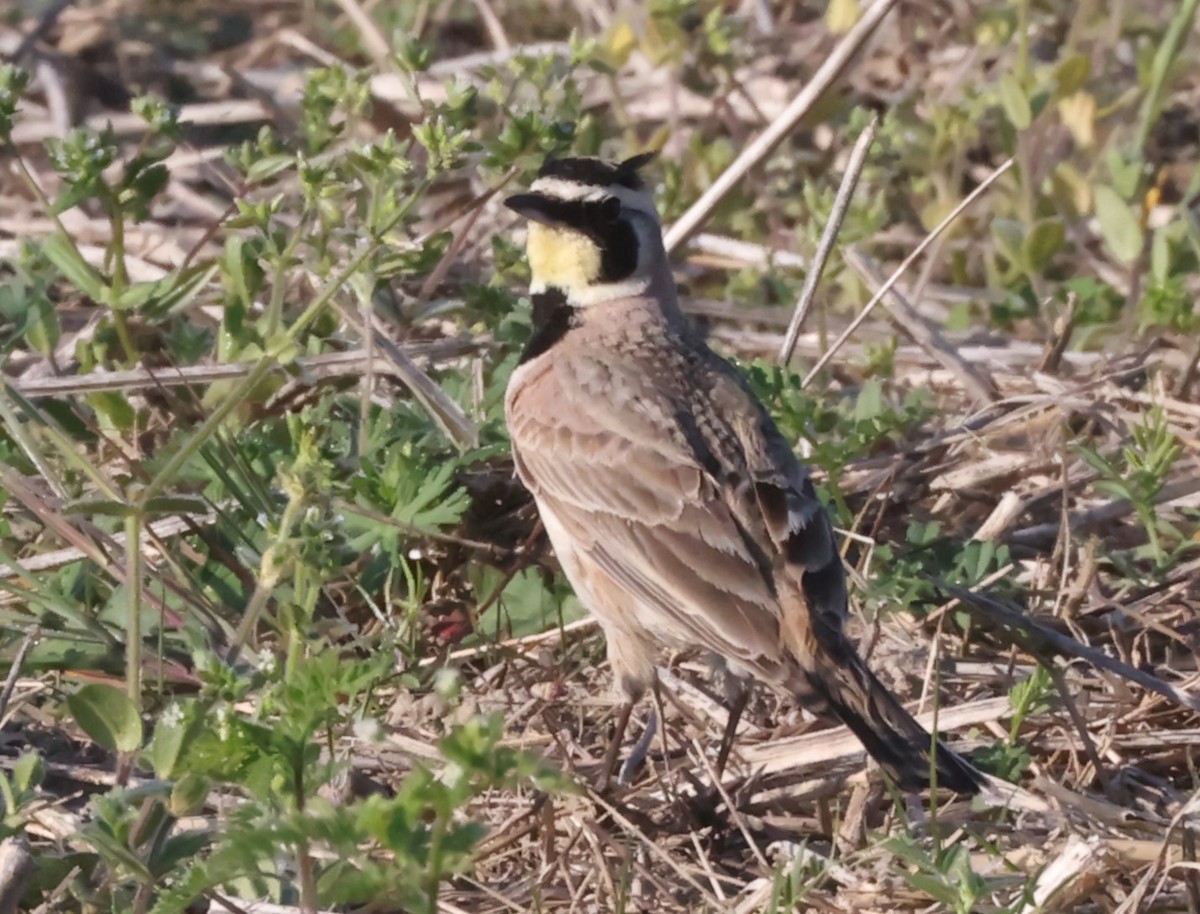 Horned Lark (Eastern dark Group) - ML618720175