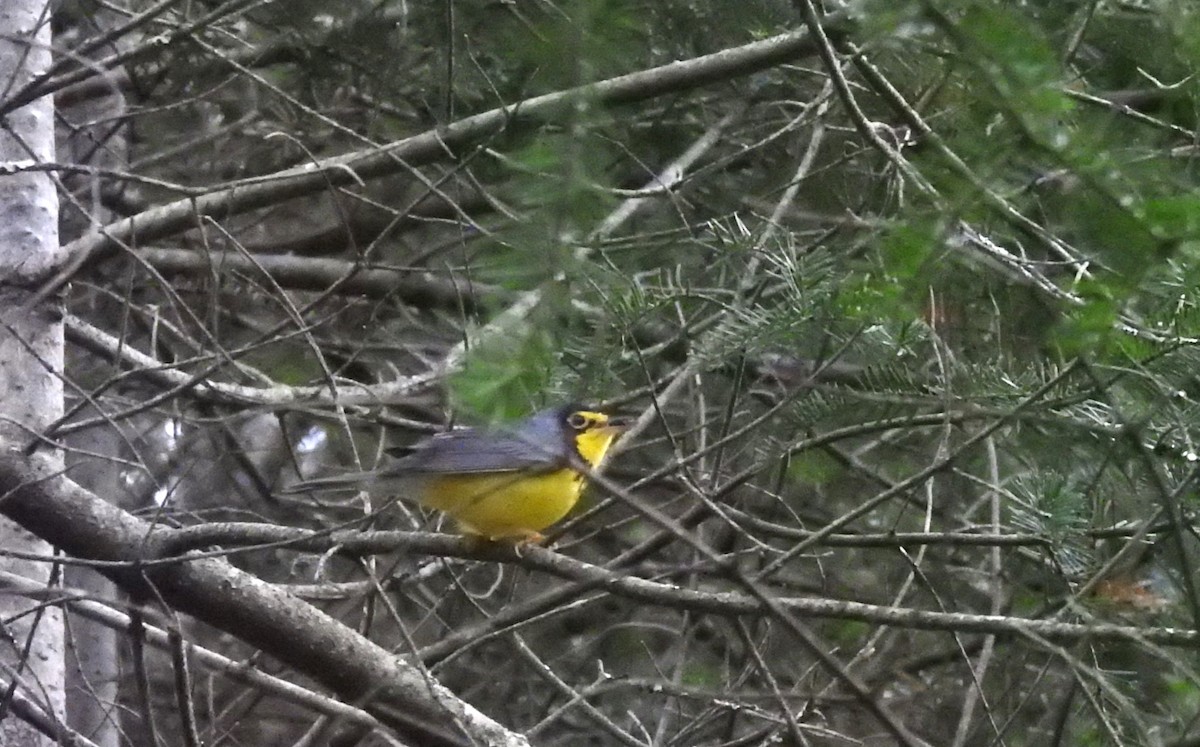 Canada Warbler - Rob Speirs