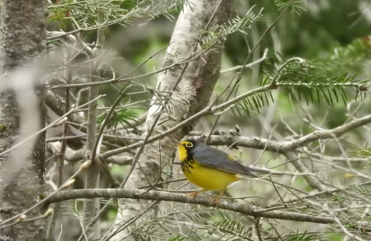 Canada Warbler - ML618720188