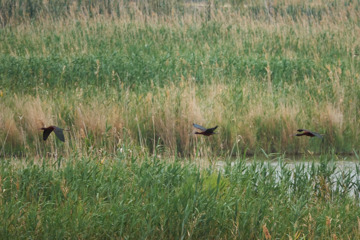 Glossy Ibis - ML618720189