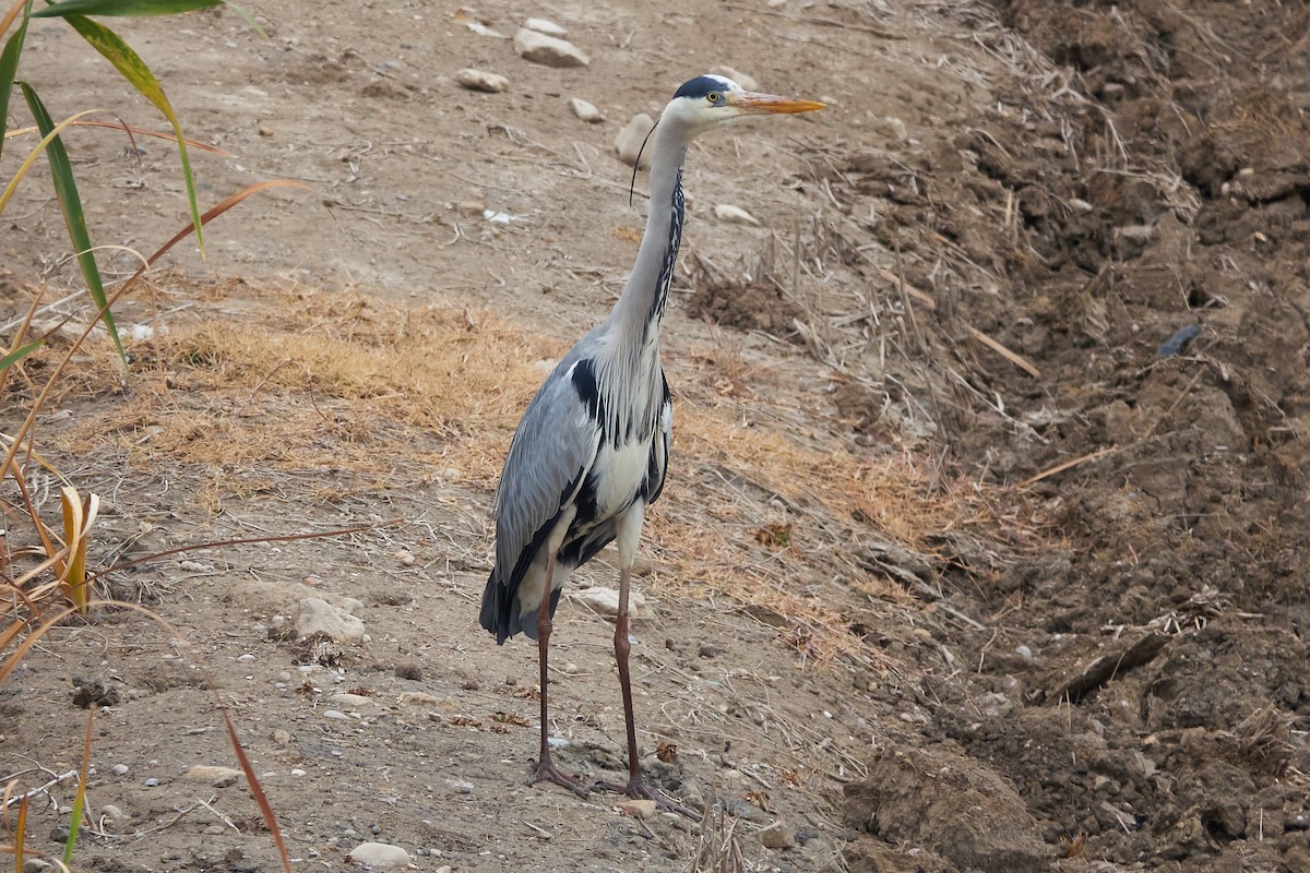 Gray Heron - Luis Manso