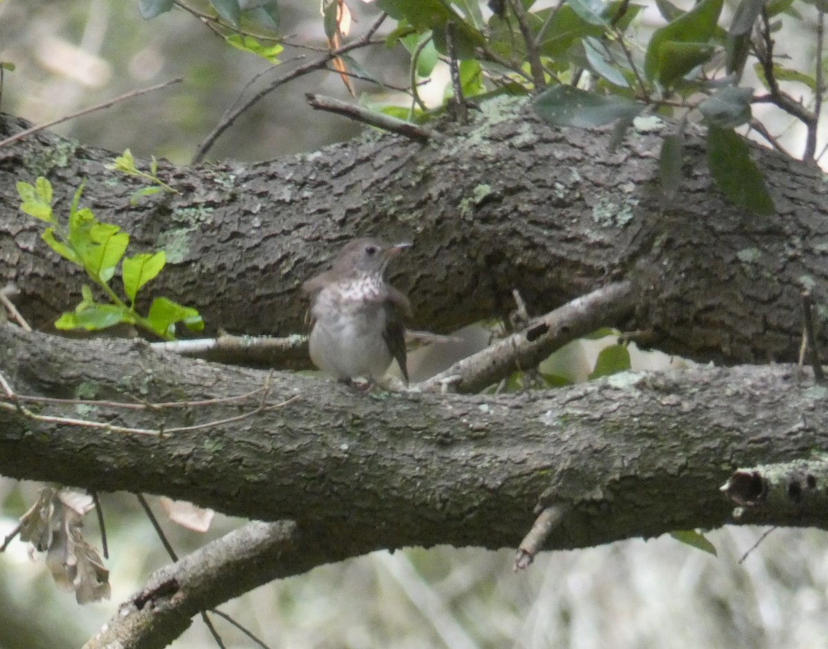 Gray-cheeked Thrush - ML618720230