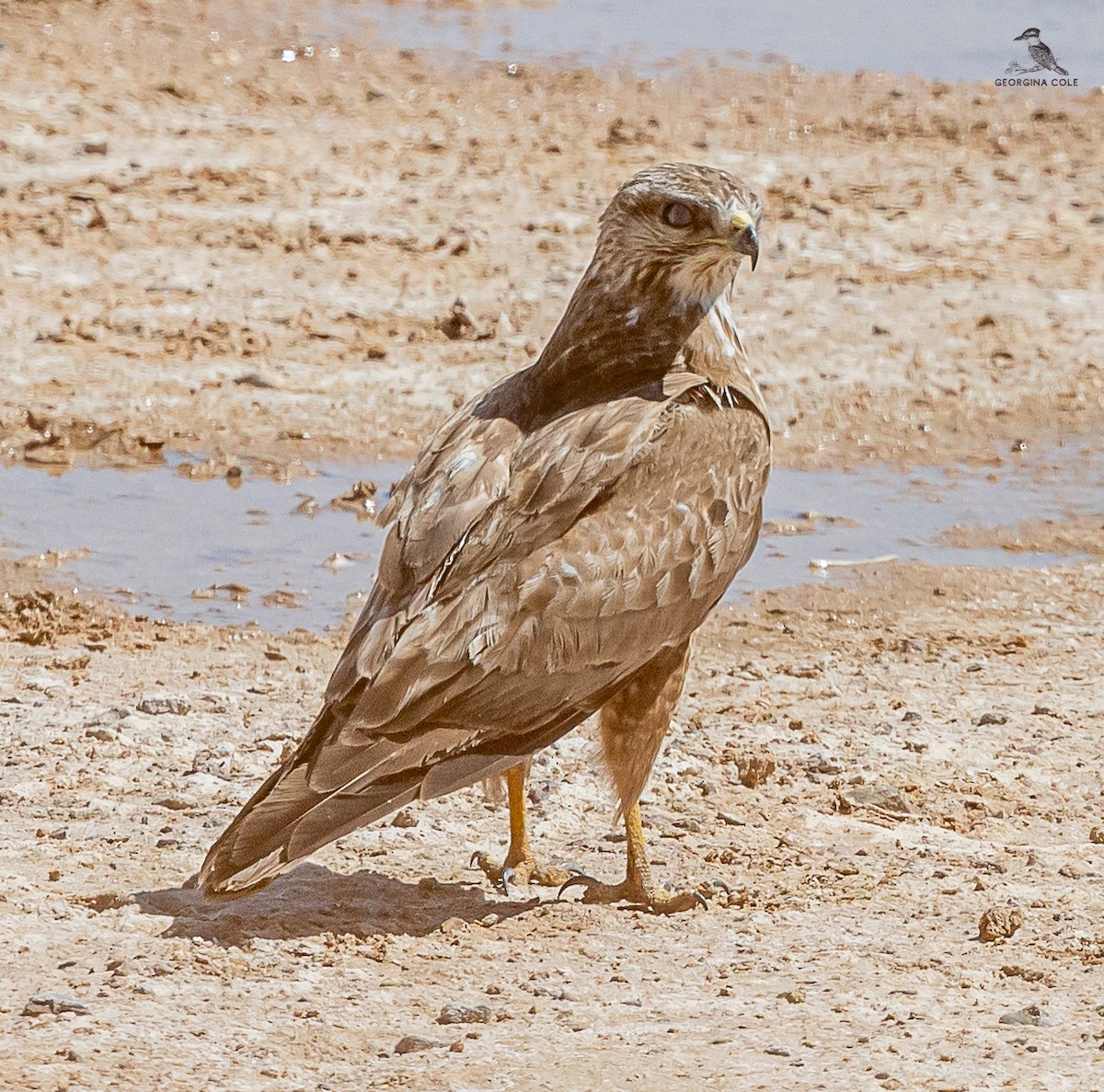 Long-legged Buzzard - ML618720254