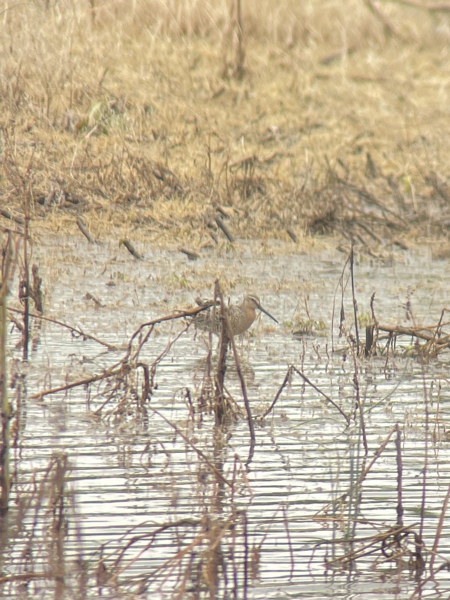 Short-billed Dowitcher - ML618720325