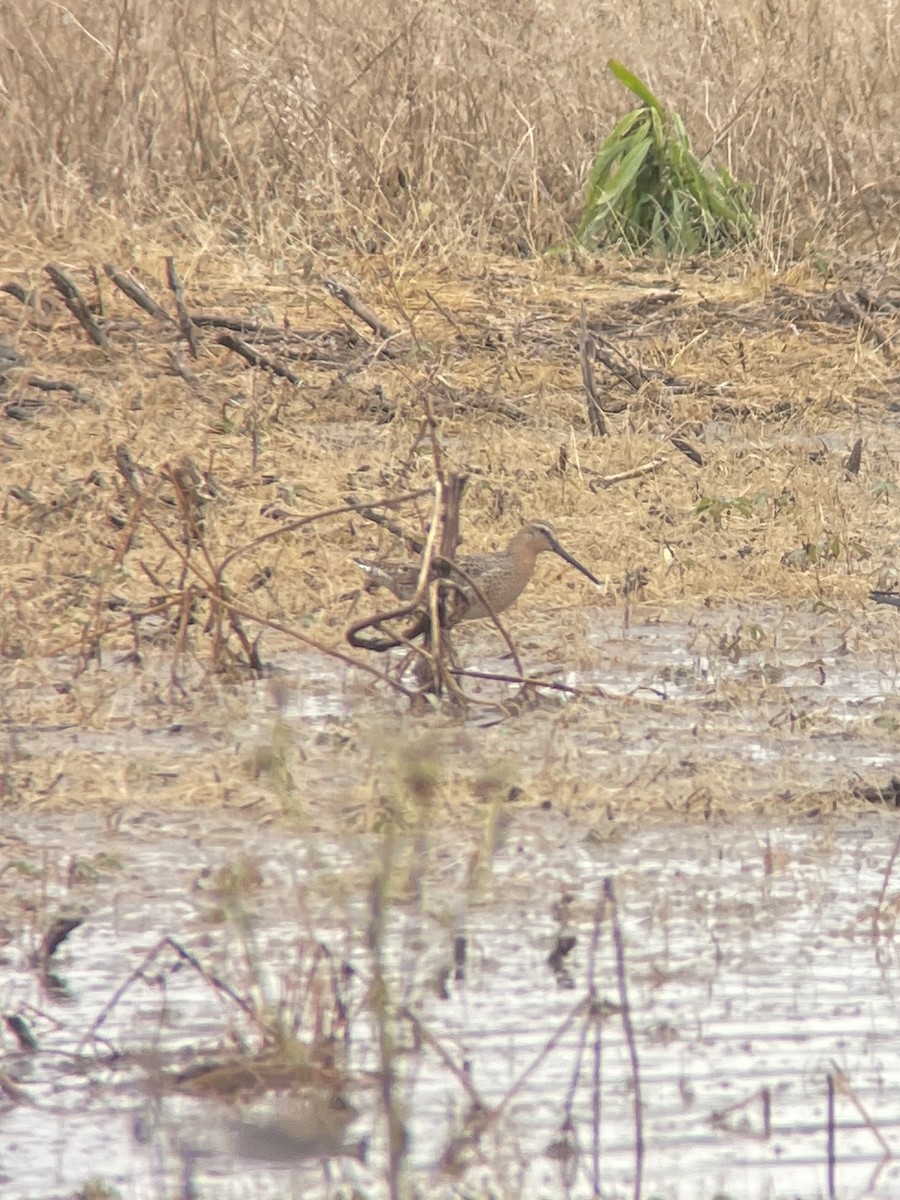 Short-billed Dowitcher - ML618720326