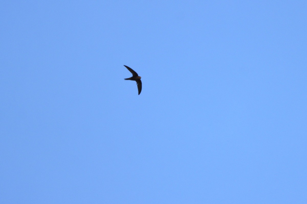 Common Swift - Oliver Cottis