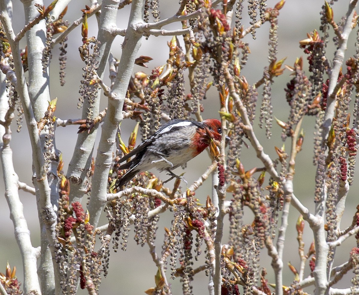 Red-breasted Sapsucker - Ron Wilson