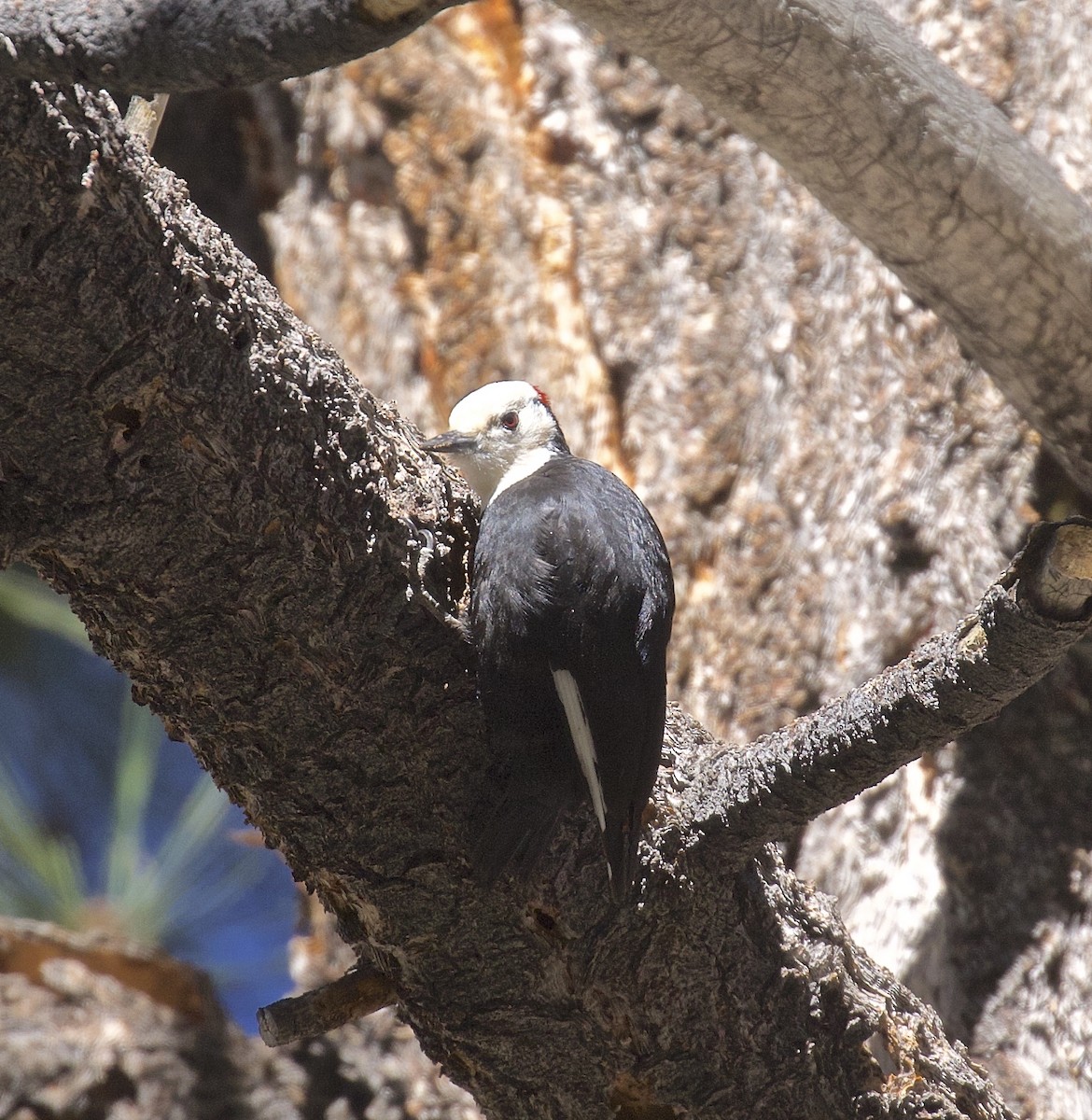 White-headed Woodpecker - ML618720344