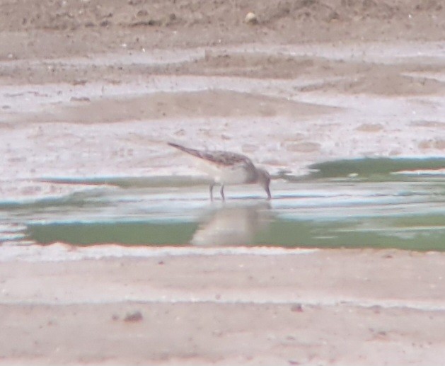 White-rumped Sandpiper - ML618720357