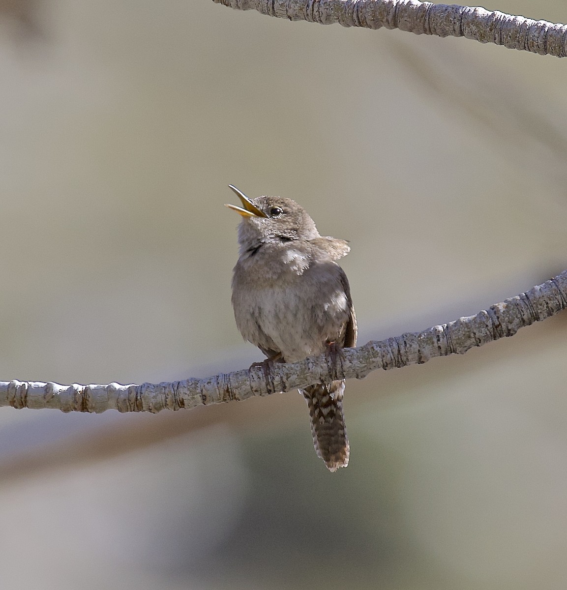 House Wren - Ron Wilson