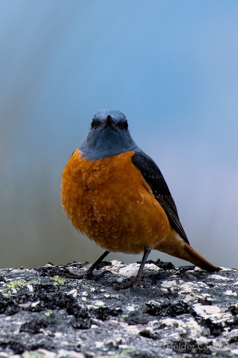 Rufous-tailed Rock-Thrush - Hélder Carrilho