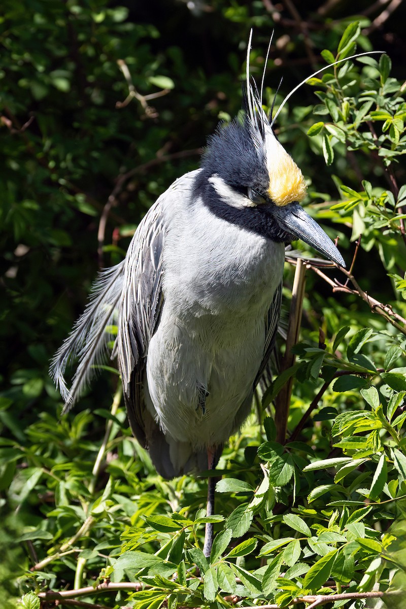 Yellow-crowned Night Heron - Anonymous