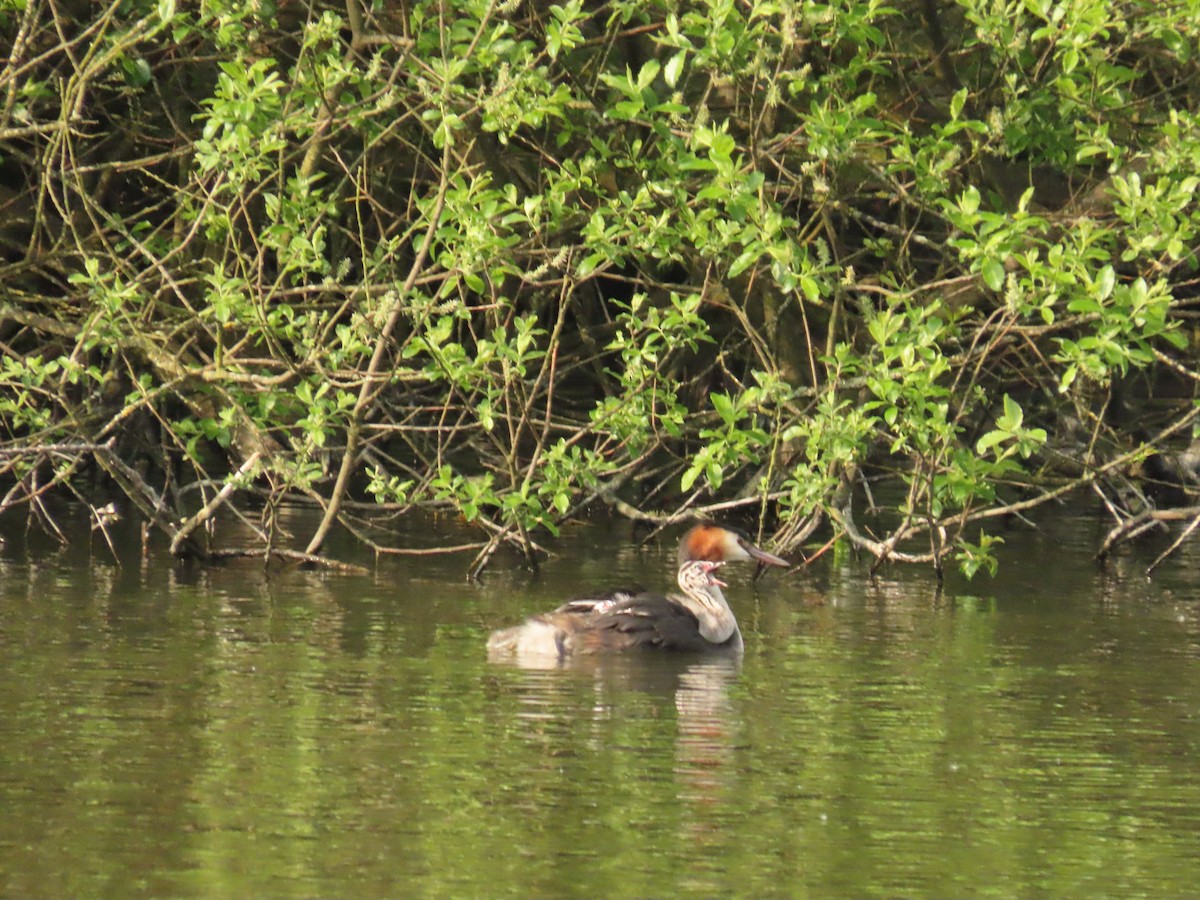 Great Crested Grebe - ML618720400