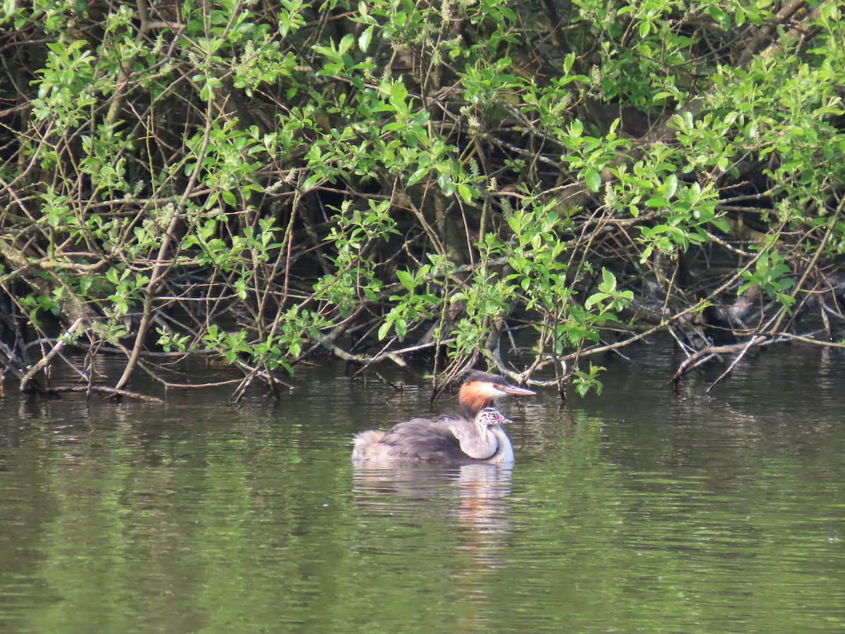 Great Crested Grebe - Robert gilbert