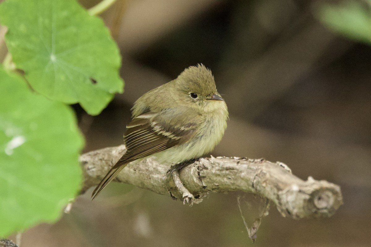 Western Flycatcher - ML618720478