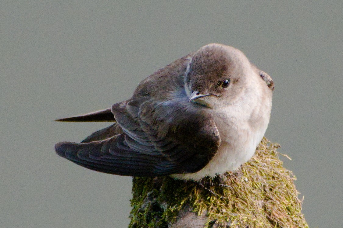 Golondrina Aserrada - ML618720500