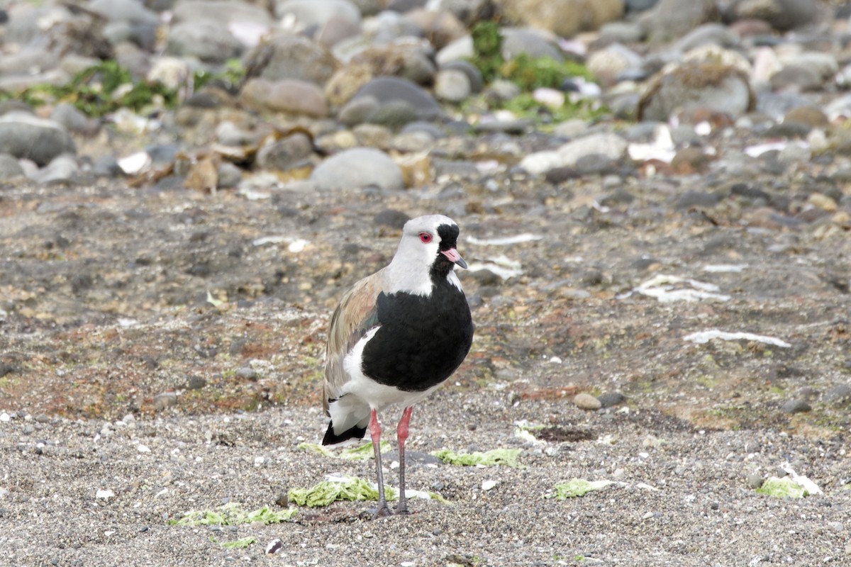 Southern Lapwing - Lee Burke