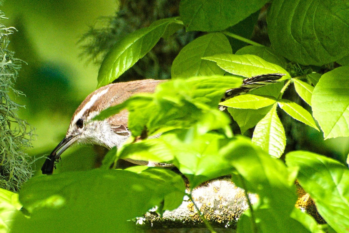 Bewick's Wren - Bob Williams