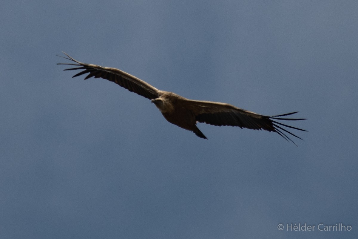 Eurasian Griffon - ML618720527