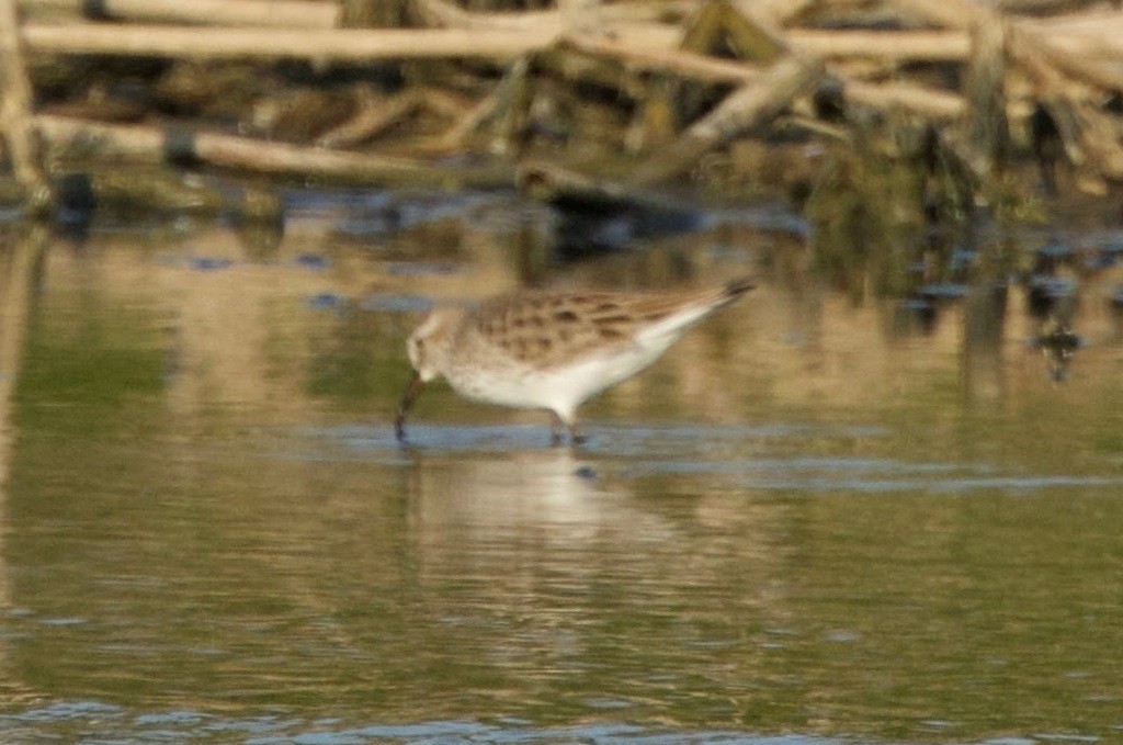 White-rumped Sandpiper - ML618720530