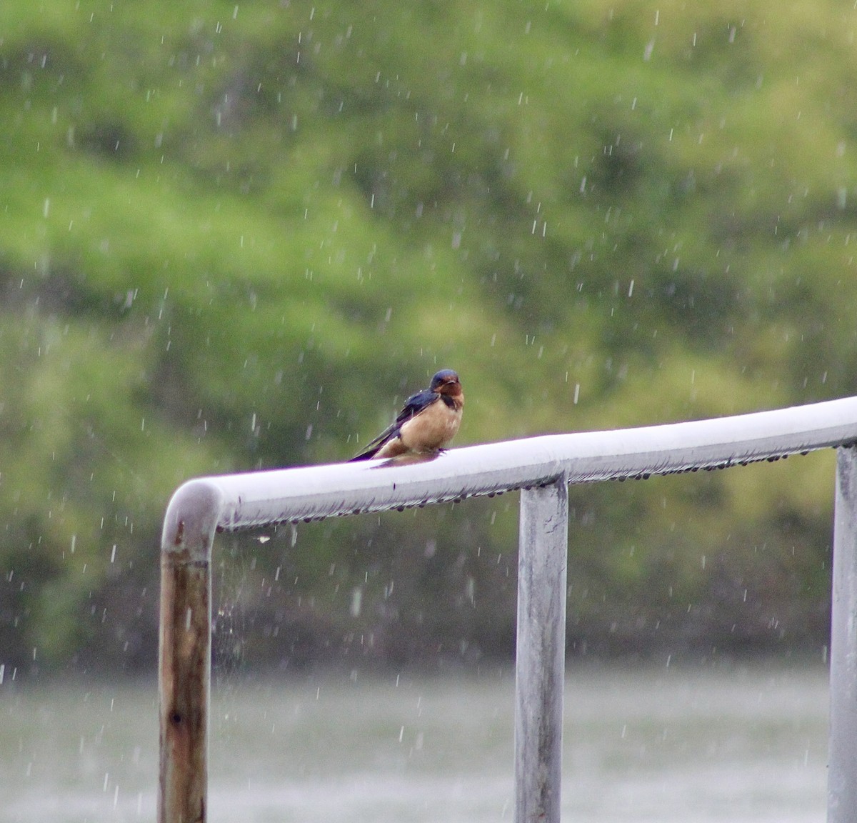 Barn Swallow - ML618720547