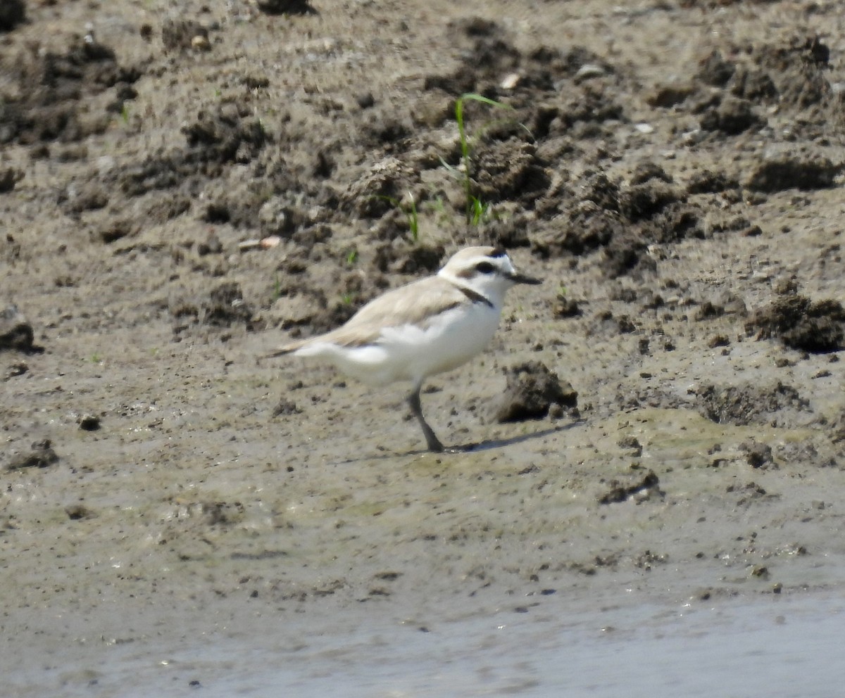 Snowy Plover - ML618720552