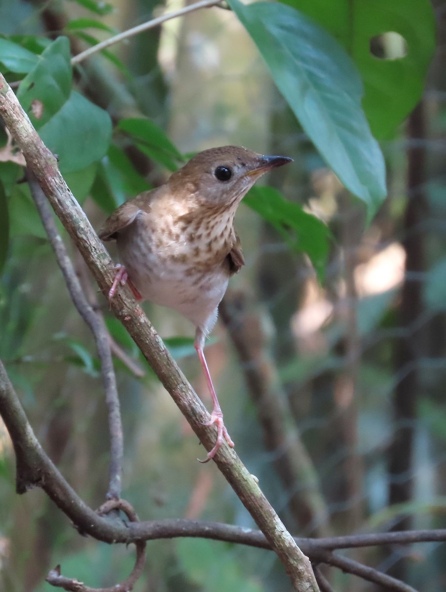 Veery - Jes Christian Bech