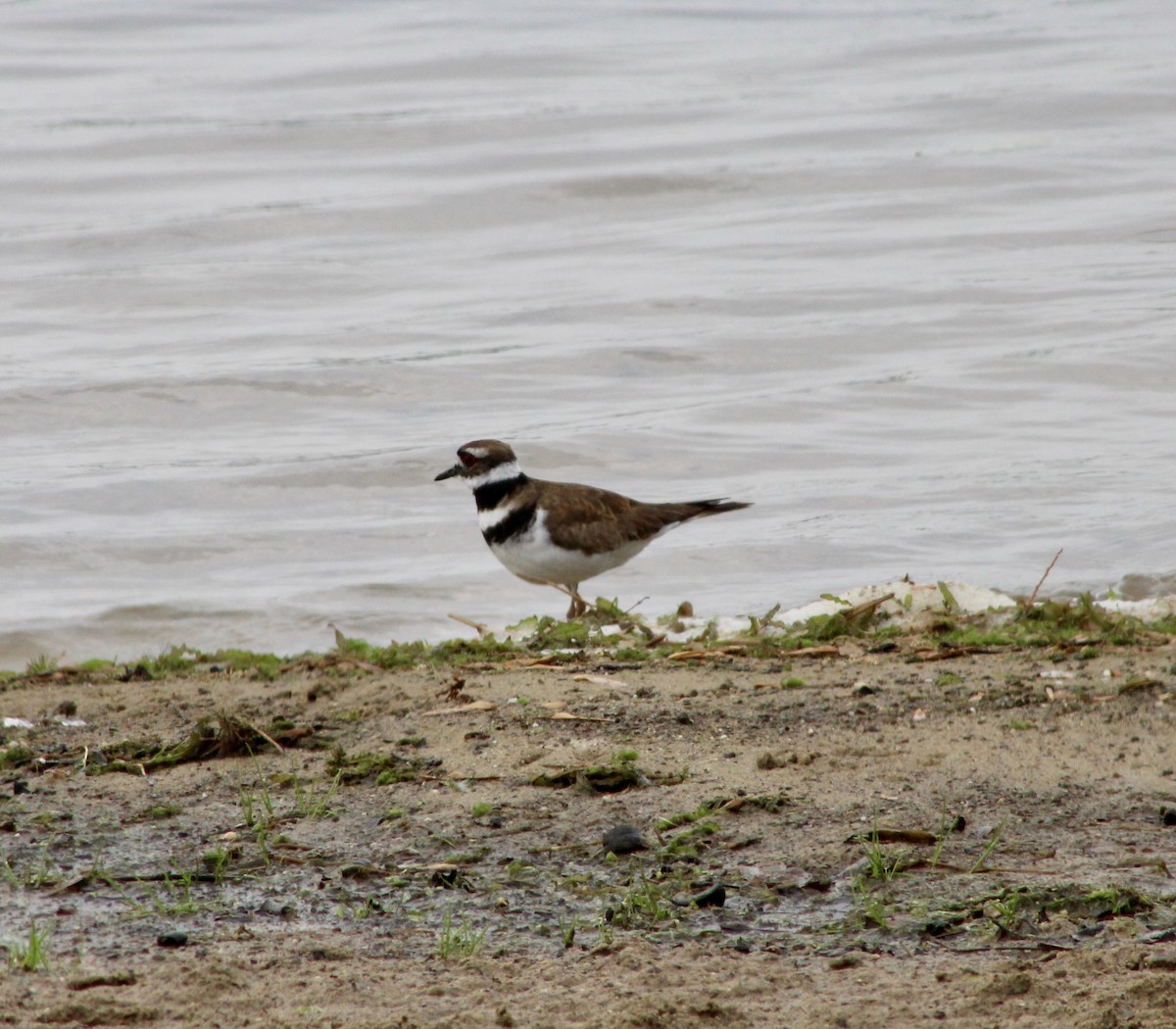 Killdeer - ML618720616