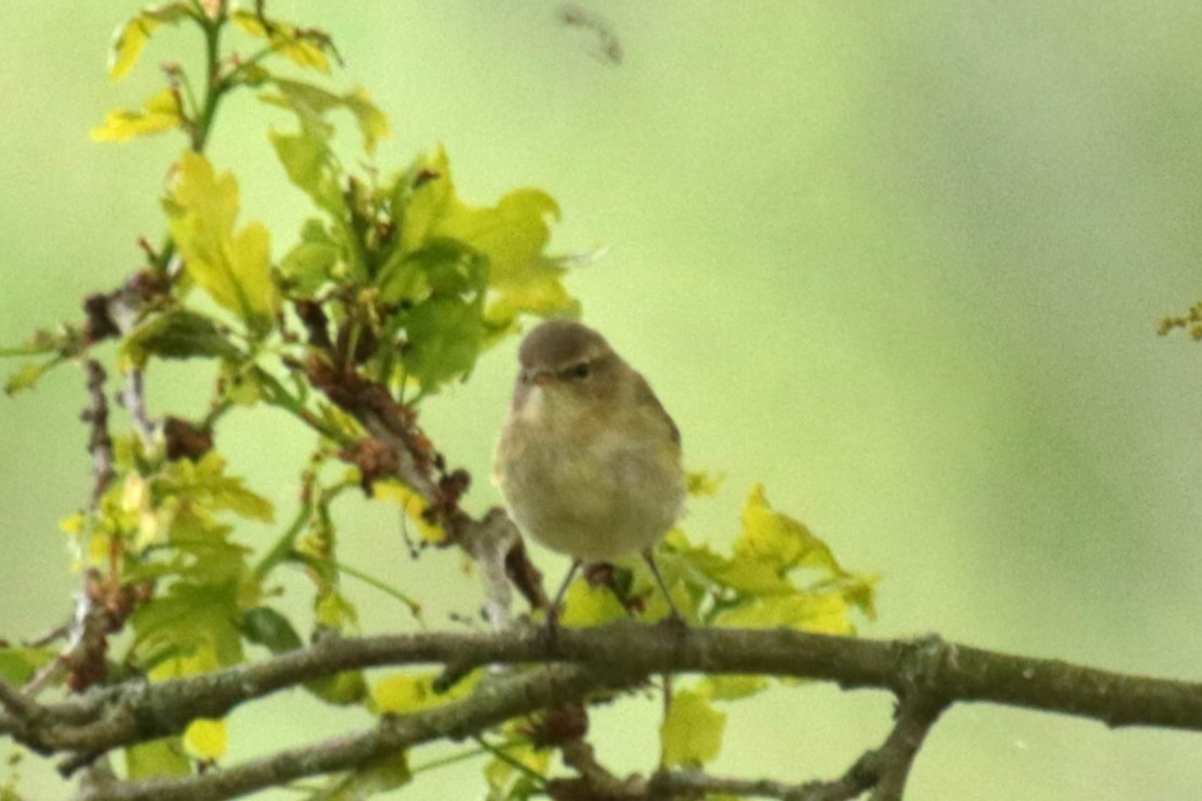 Common Chiffchaff - Jan Roedolf