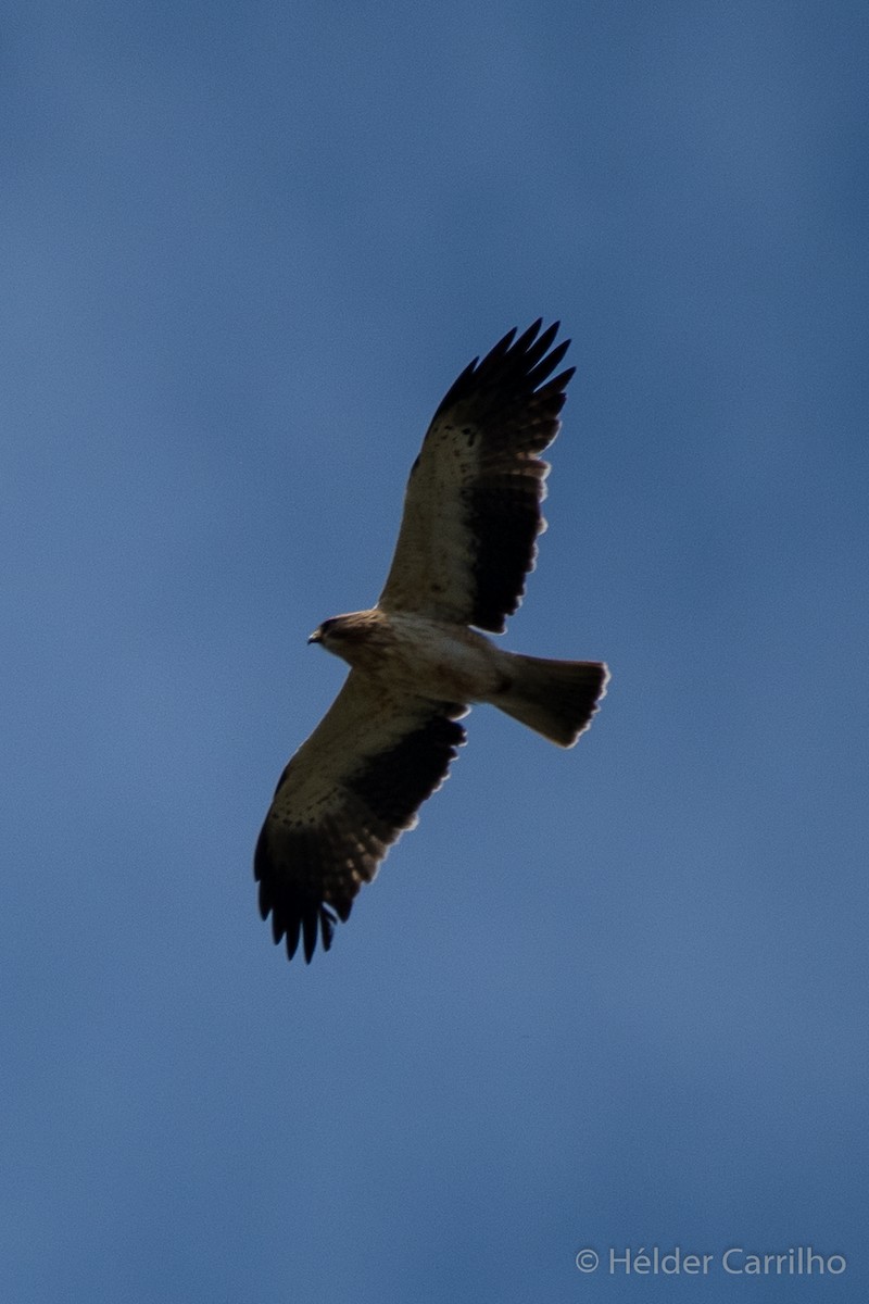 Booted Eagle - ML618720651